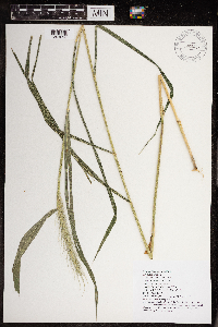 Elymus riparius image