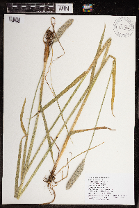 Alopecurus arundinaceus image