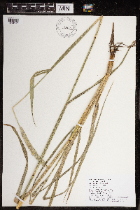 Alopecurus arundinaceus image