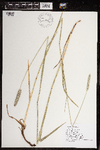 Alopecurus pratensis image