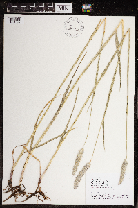 Alopecurus pratensis image