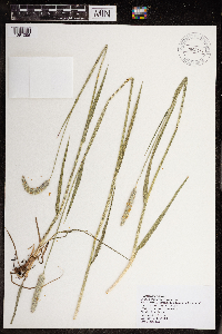 Alopecurus pratensis image