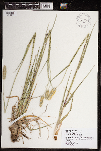 Alopecurus arundinaceus image