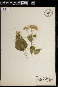 Media resource of Heterocondylus decipiens