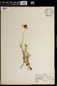 Gaillardia pulchella image