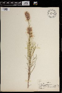 Liatris punctata image