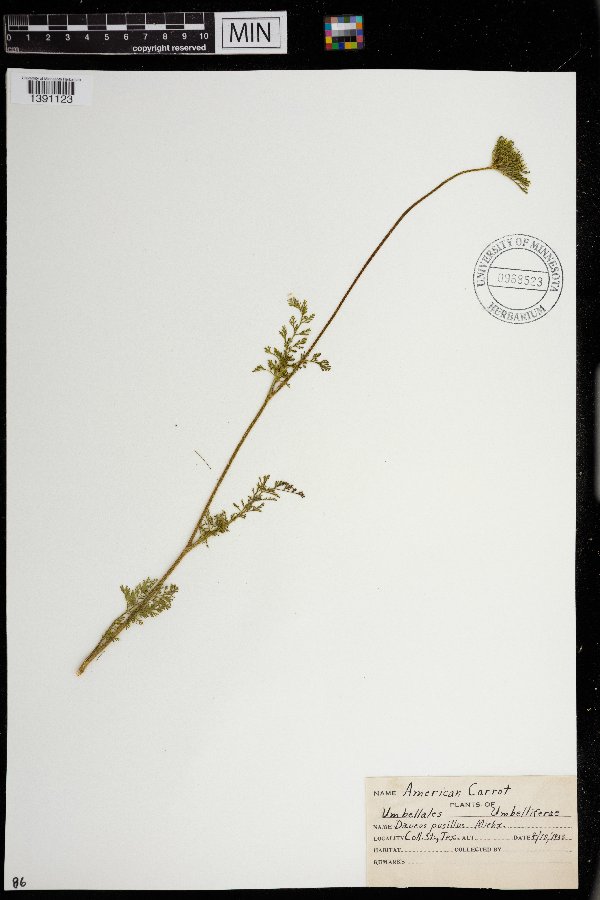 Daucus pusillus image