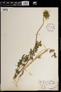 Daucus pusillus image
