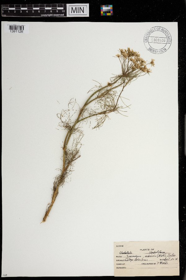 Spermolepis echinata image