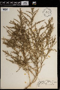 Amaranthus graecizans image