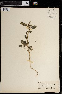 Amaranthus retroflexus image