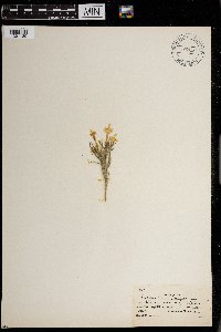Lithospermum incisum image