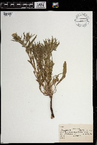 Lithospermum incisum image