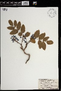 Berberis repens image