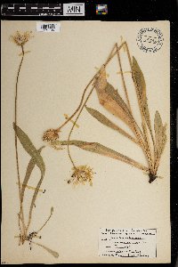 Agoseris glauca image