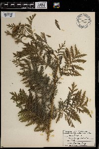 Image Associated With the Occurrence