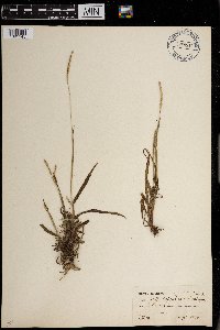 Paspalum setaceum image