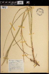 Paspalum floridanum image