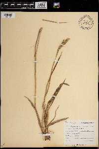 Paspalum dilatatum image