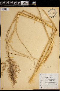 Phragmites australis image