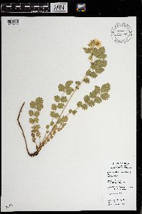 Drymocallis fissa image