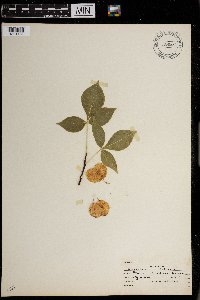 Ptelea trifoliata image