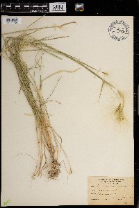 thumbnail image of current specimen