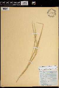 Melinis repens image