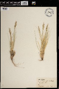 Image of Achnatherum webberi