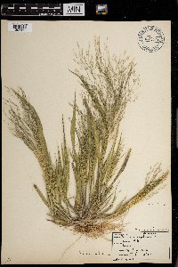 Panicum capillare subsp. capillare image