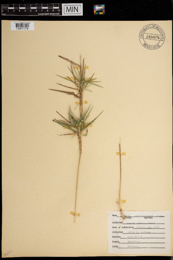 Dichanthelium aciculare image