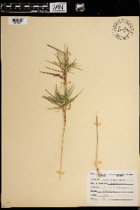 Media resource of Dichanthelium aciculare