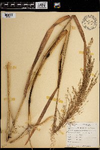 Panicum virgatum image