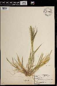 Panicum capillare subsp. capillare image
