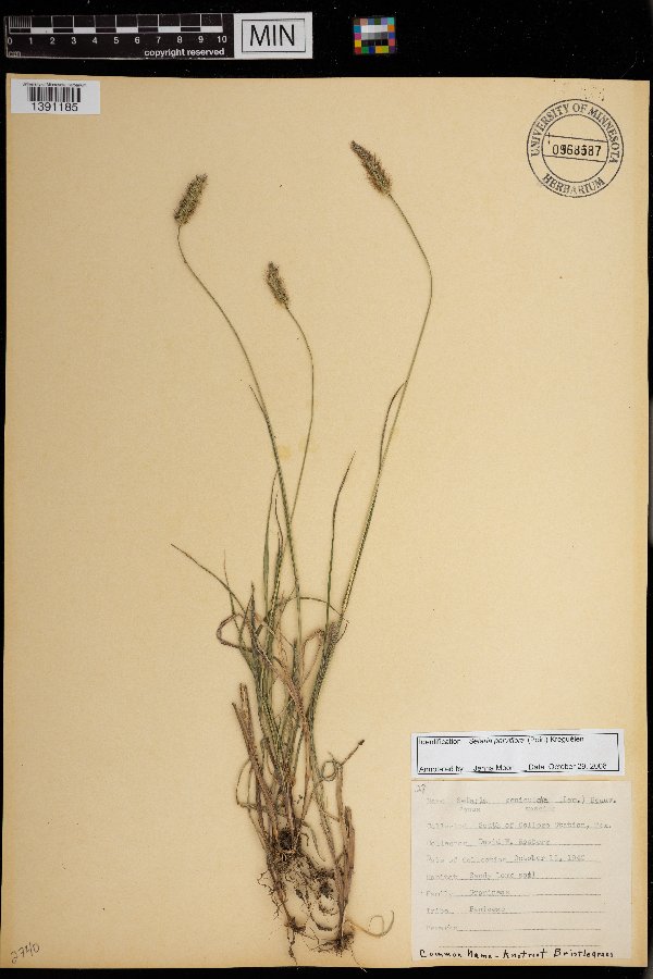 Setaria parviflora image