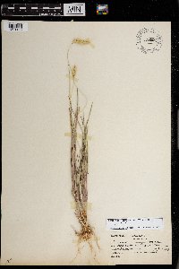 Setaria pumila image