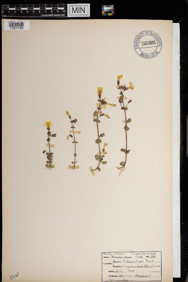 Erythranthe lewisii image