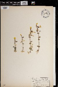 Media resource of Erythranthe lewisii