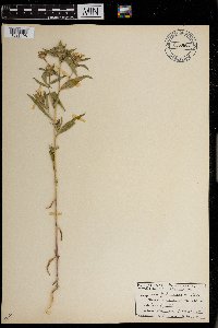 Collomia linearis image