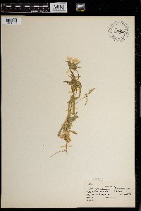 Phlox pilosa image