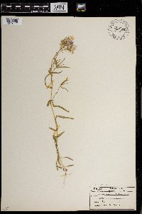 Phlox pilosa image