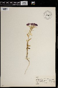 Phlox drummondii image