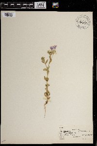 Phlox pilosa image