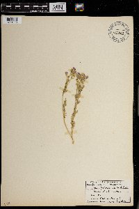 Polemonium pulcherrimum var. pulcherrimum image