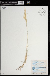 Distichlis spicata image
