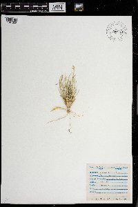 Distichlis spicata image