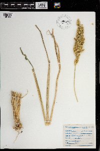 thumbnail image of current specimen