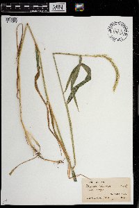 Elymus hirsutus image