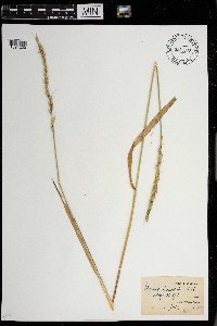 Elymus hirsutus image