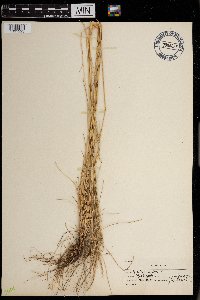 Festuca rubra image